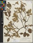 Foto von Salix myrsinifolia Salisb. x Salix phylicifolia L.